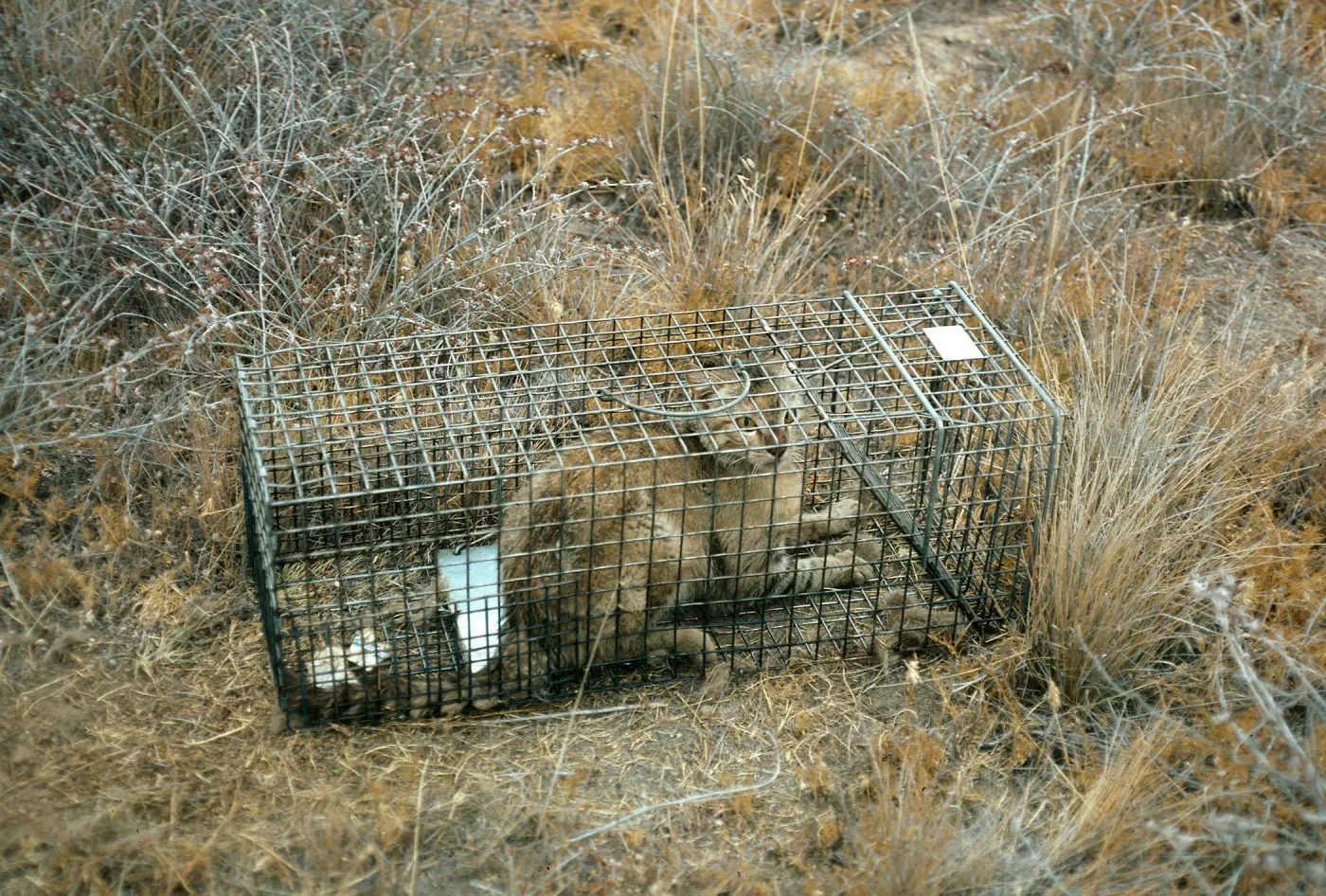 Trapped feral cat, San Clemente Island