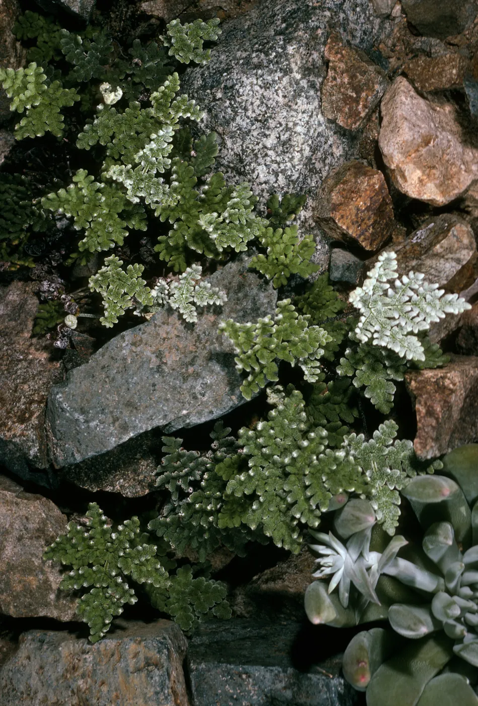 Notholaena, Canon de la Mina, Cedros Island