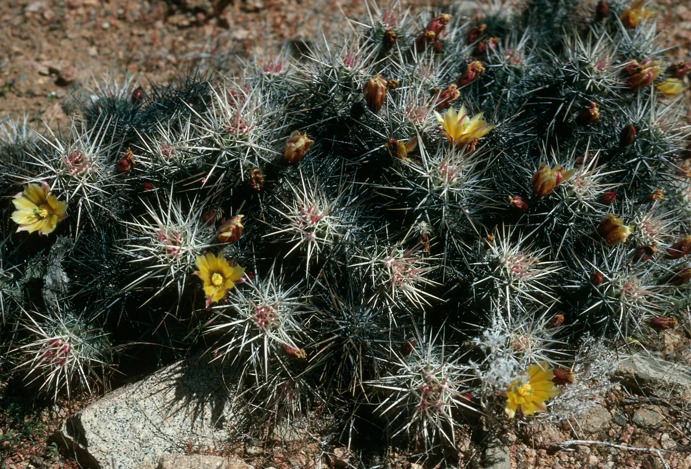 Echinocereus maritimus, flats near Canon de la Mina, Cedros Island