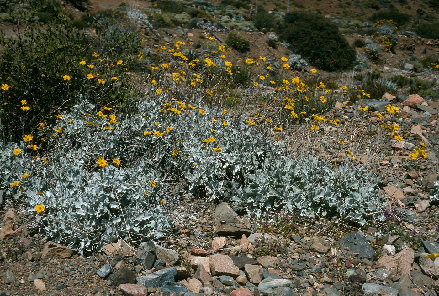 Viguiera lanata, Canon de la Mina, Cedros Island