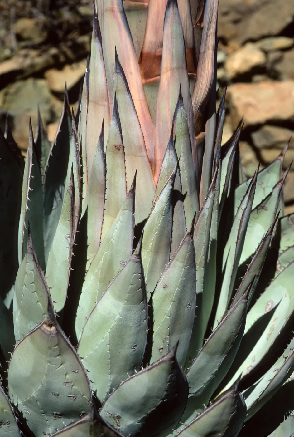 Cedros Island, Agave sebastiana, Arroyo Choyal