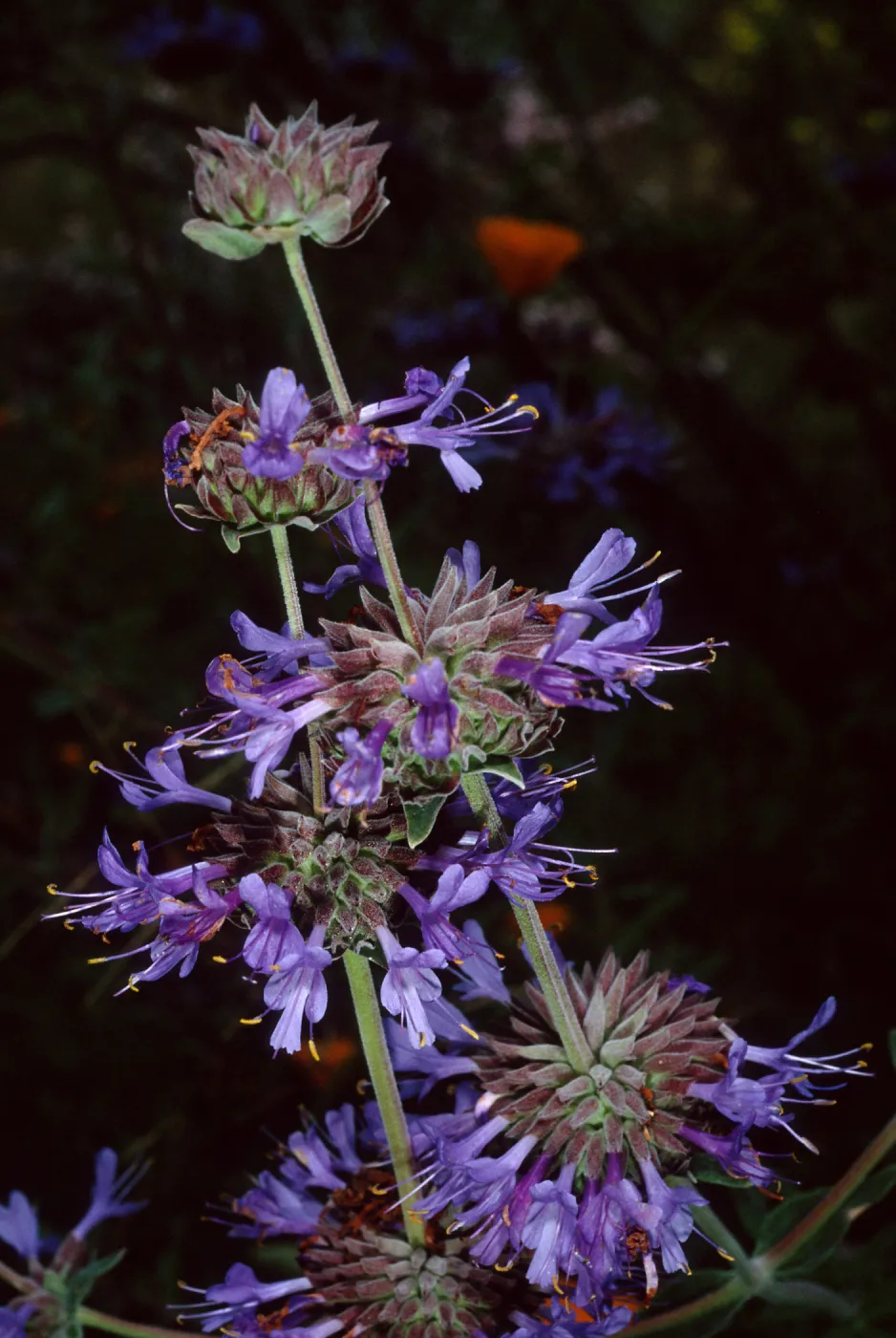 Salvia (sage)