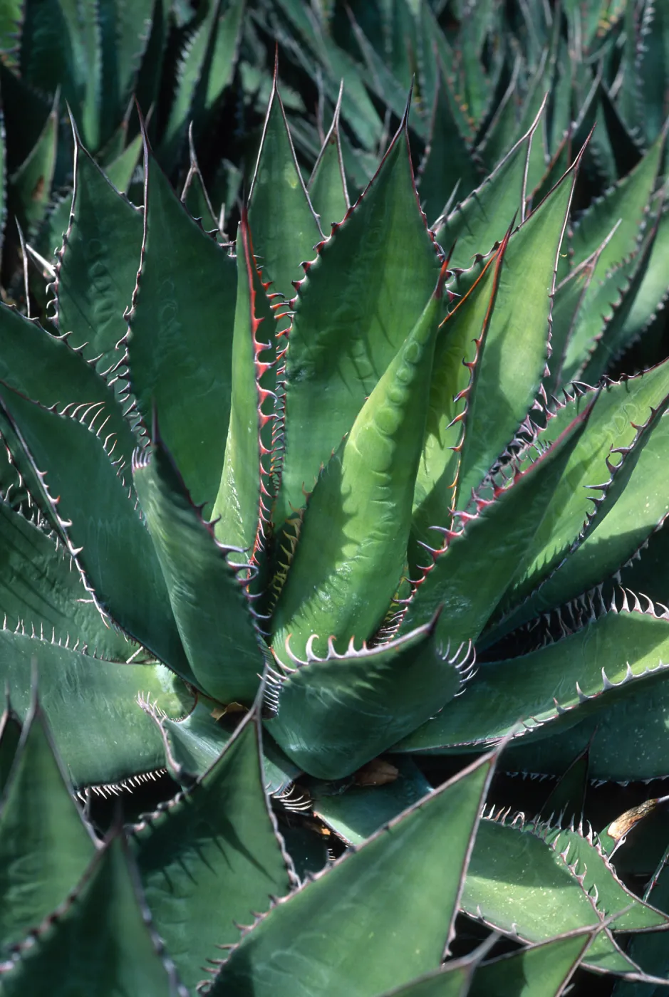 Agave shawii