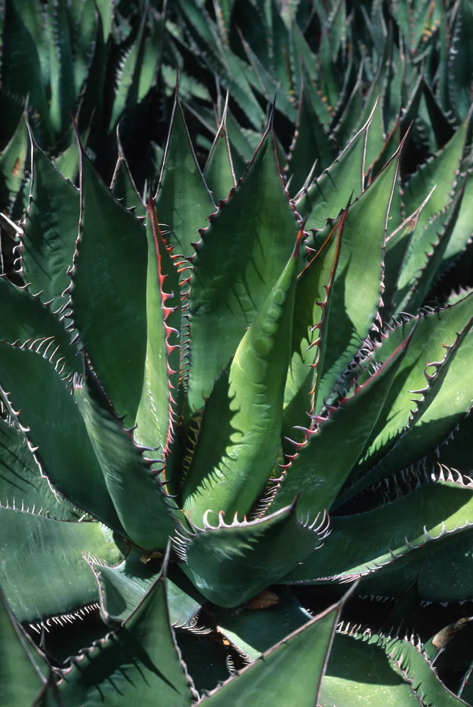 Agave shawii