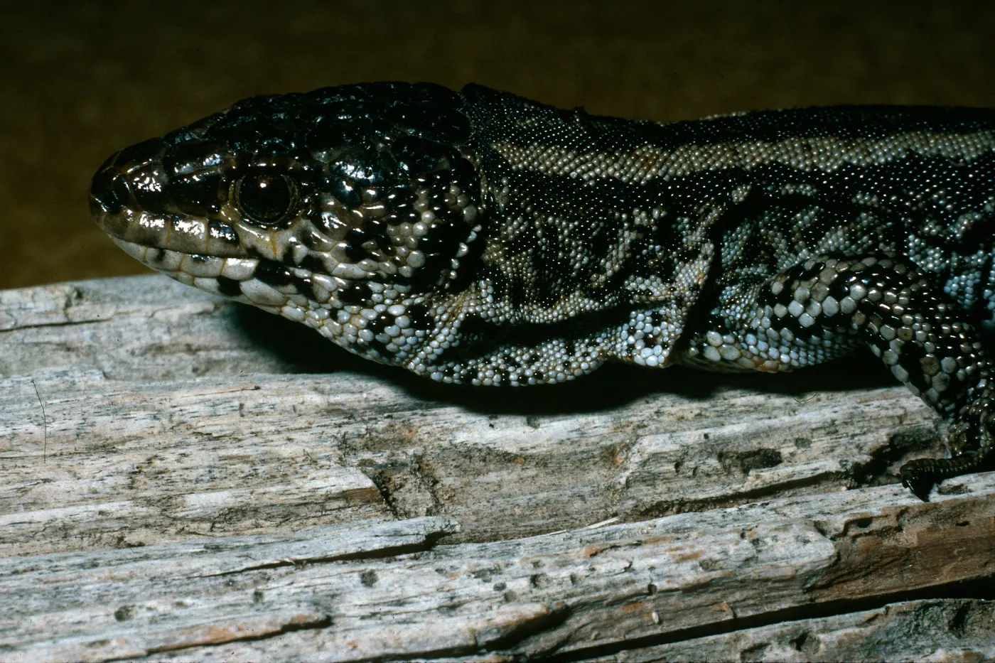 San Nicolas Island, night lizard