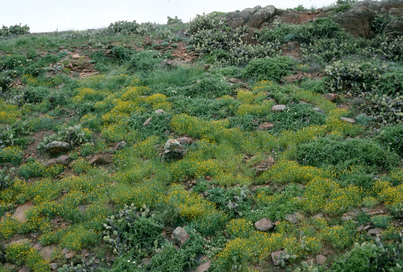 San Clemente Island, Eschscholzia ramosa, Middle Ranch Canyon