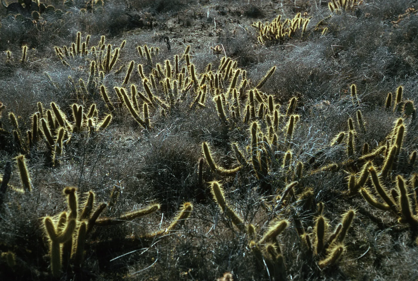 San Clemente Island, Bergerocactus emoryi, just West of Pyramid Canyon