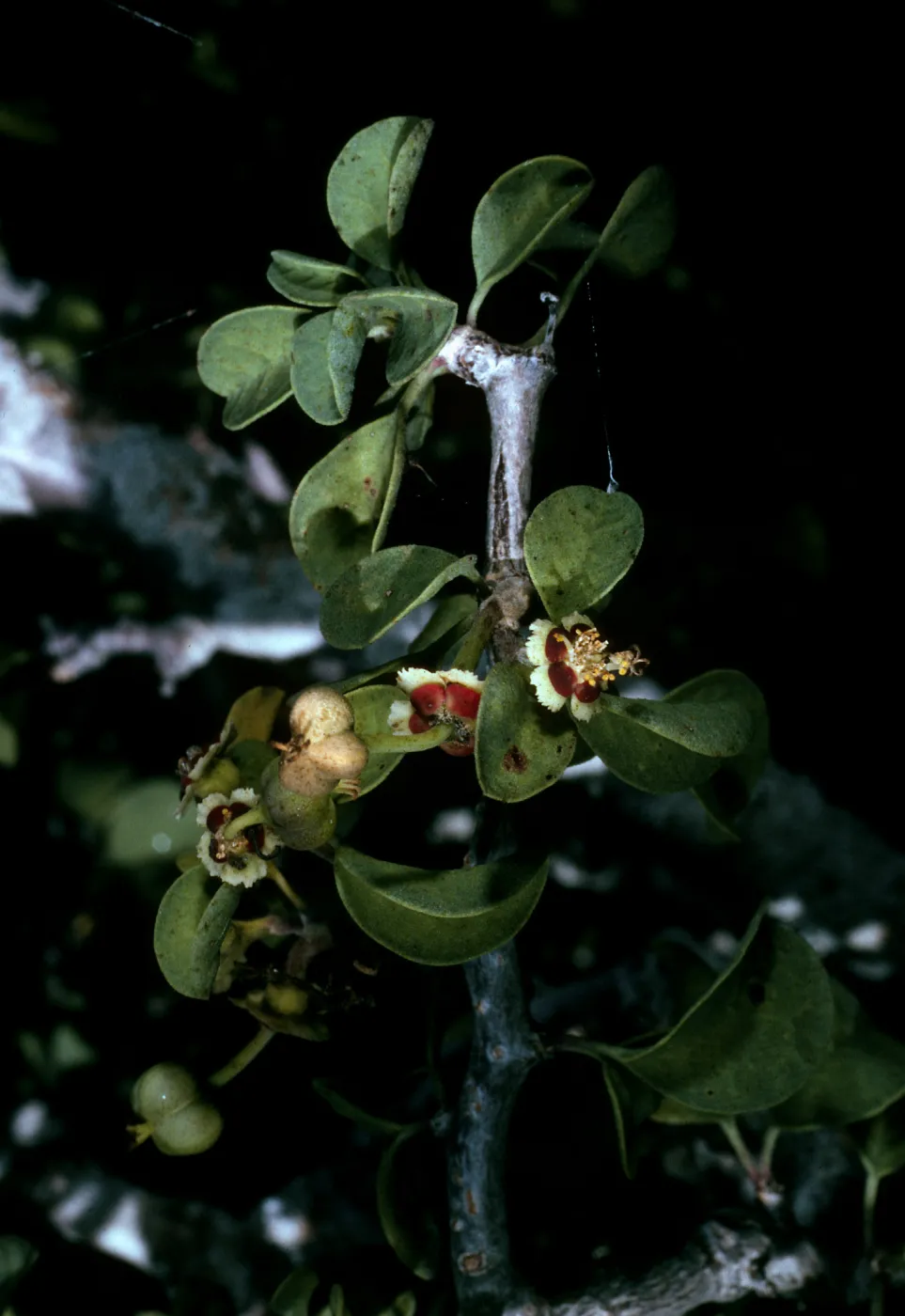 Natividad Island, Euphorbia misera, canyon on East side