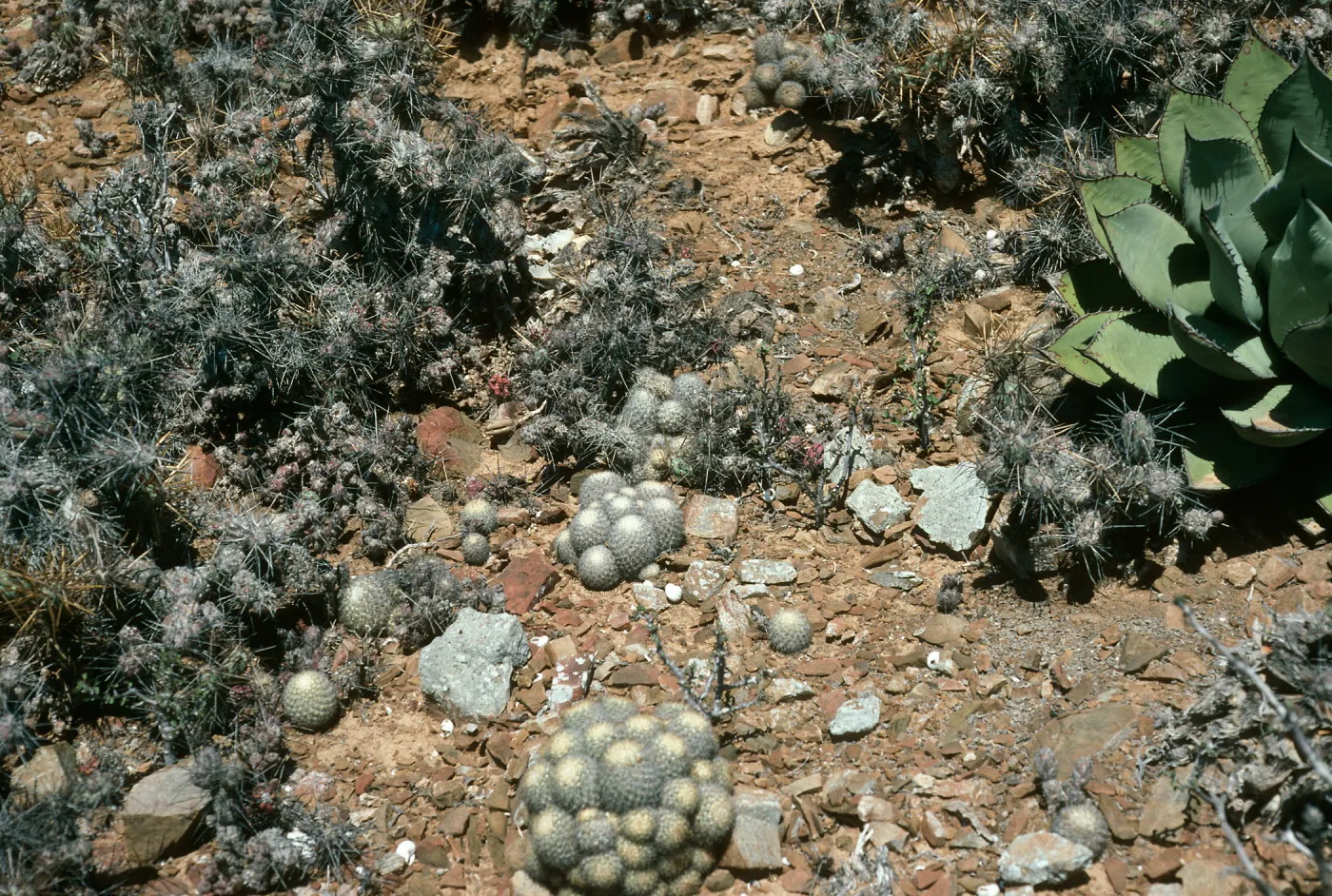 West San Benito Island, vegetation: Agave (Century Plant), Mammillaria(Fishhook Cactus), Opuntia (Prickly-pear), Southwest side