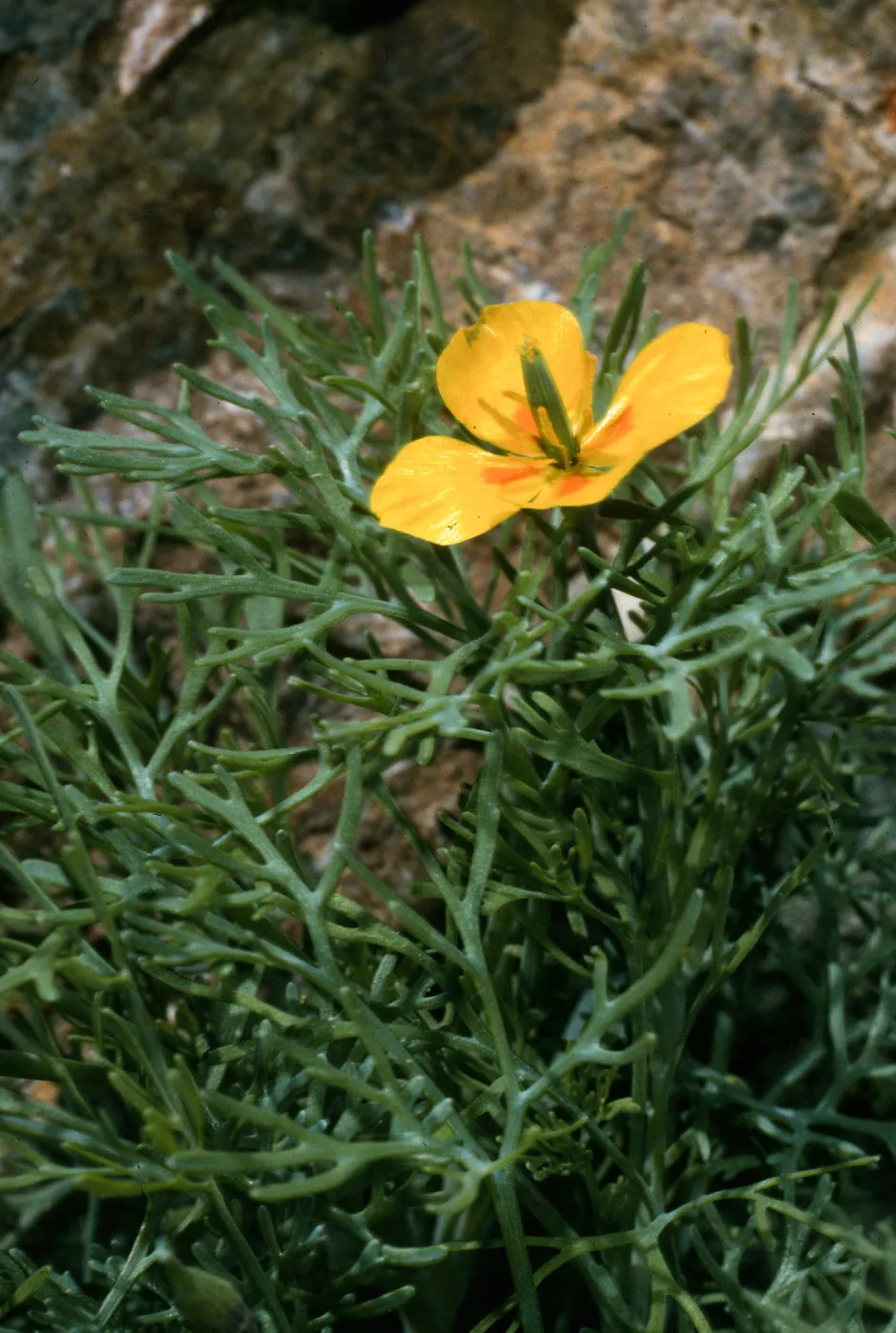 West San Benito Island, Eschscholzia ramosa, canyon on north side
