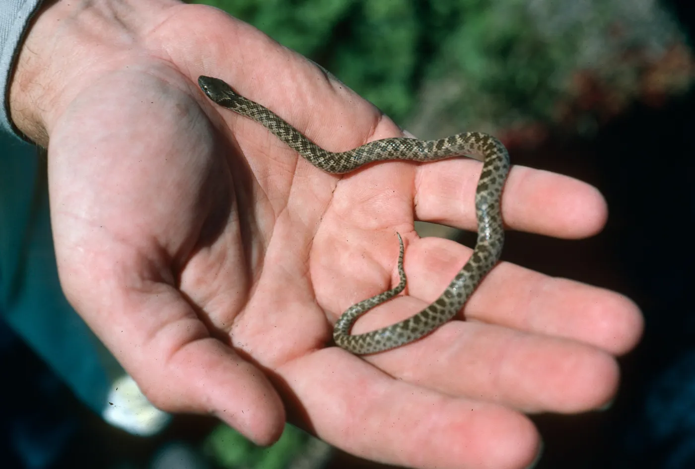 San Martin Island, endemic night snake
