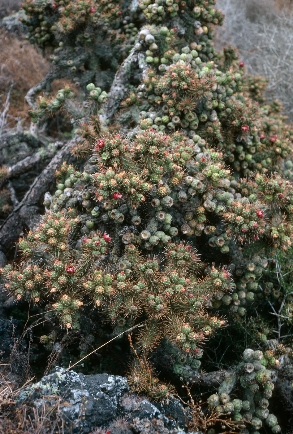 San Martin Island, Opuntia (Prickly-pear), South end of island