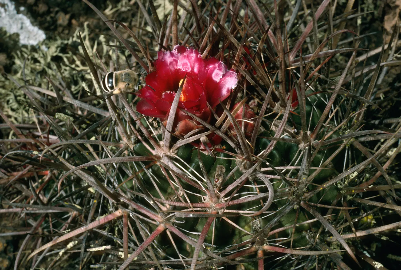 San Martin Island, bee on Ferocactus