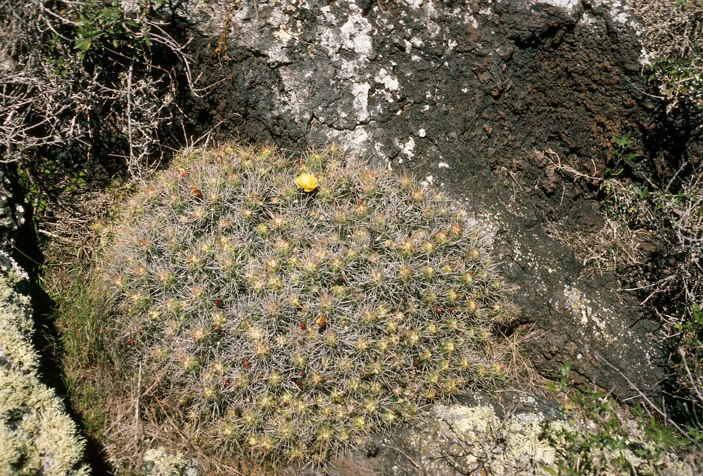 San Martin Island, Echinocereus maritimus