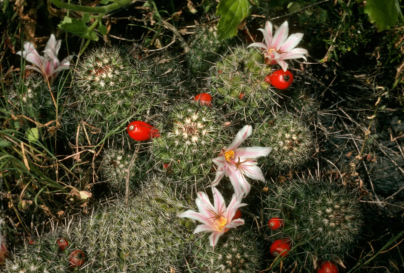 San Martin Island, Mammillaria