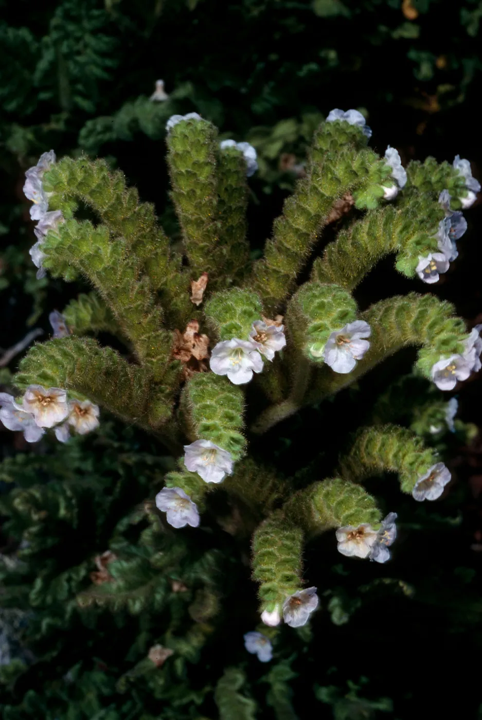 San Martin Island, Phacelia ixodes