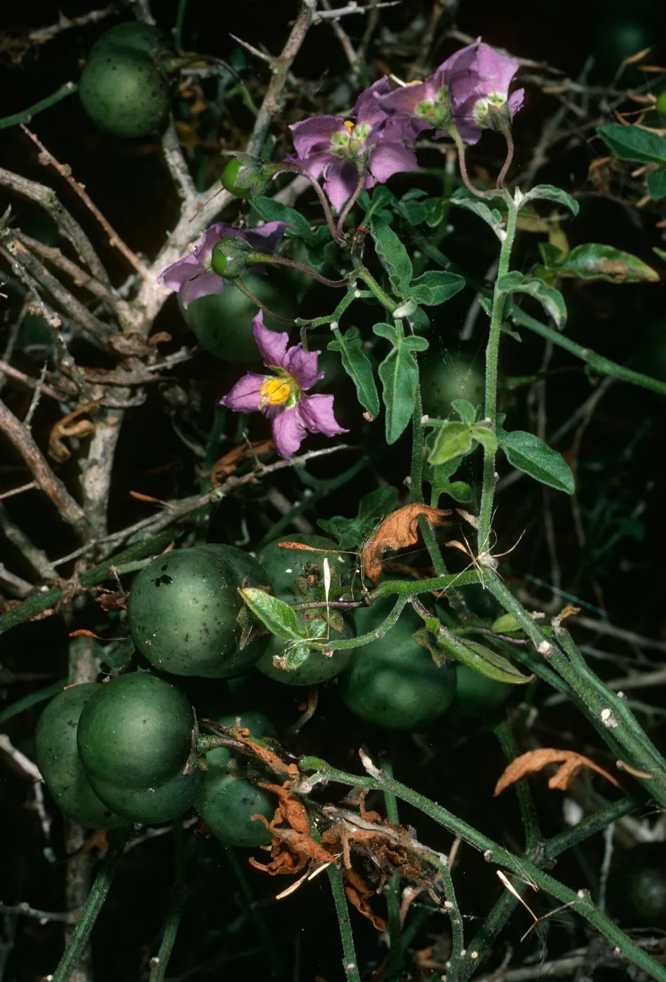 San Martin Island, Solanum palmeri