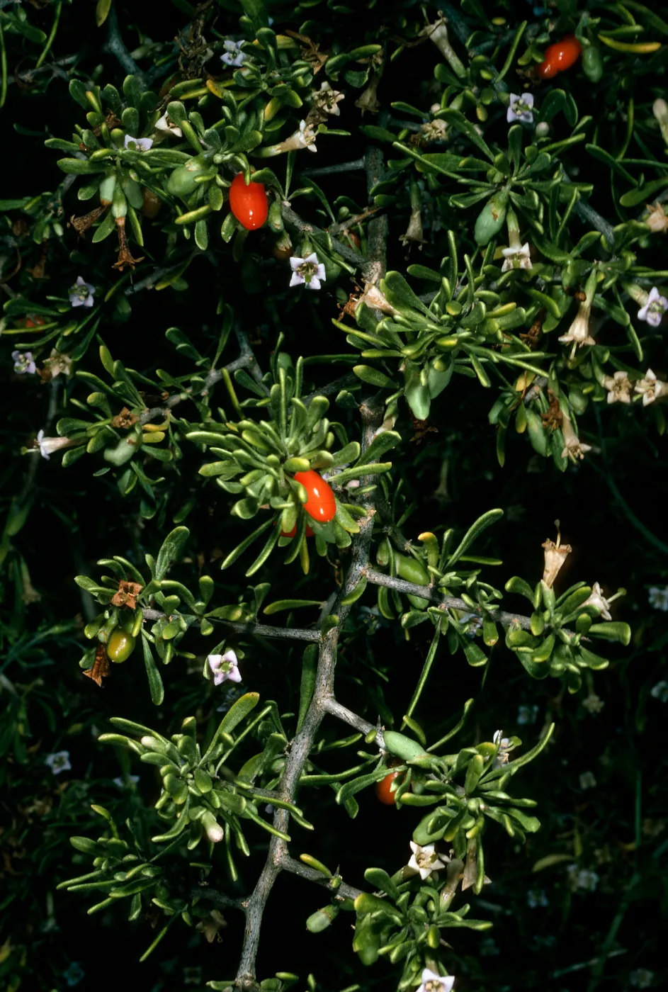 San Martin Island, Lycium