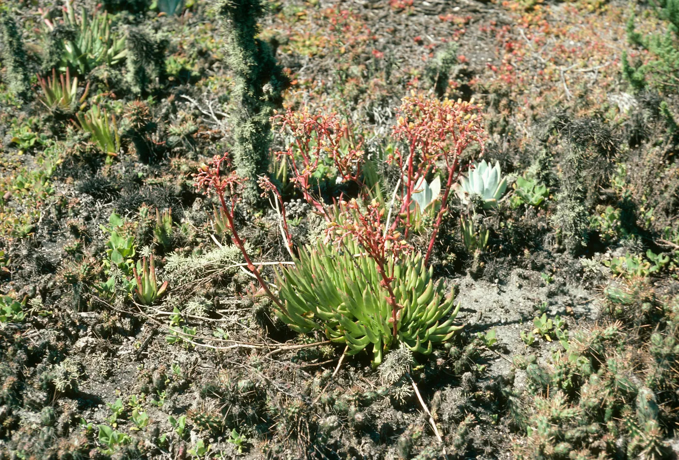 San Martin Island, Dudleya cultrata