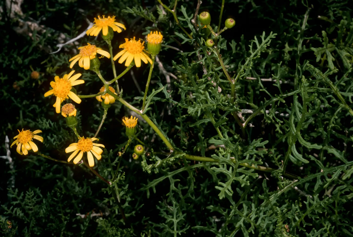 San Martin Island, Senecio lyonii, inside crater