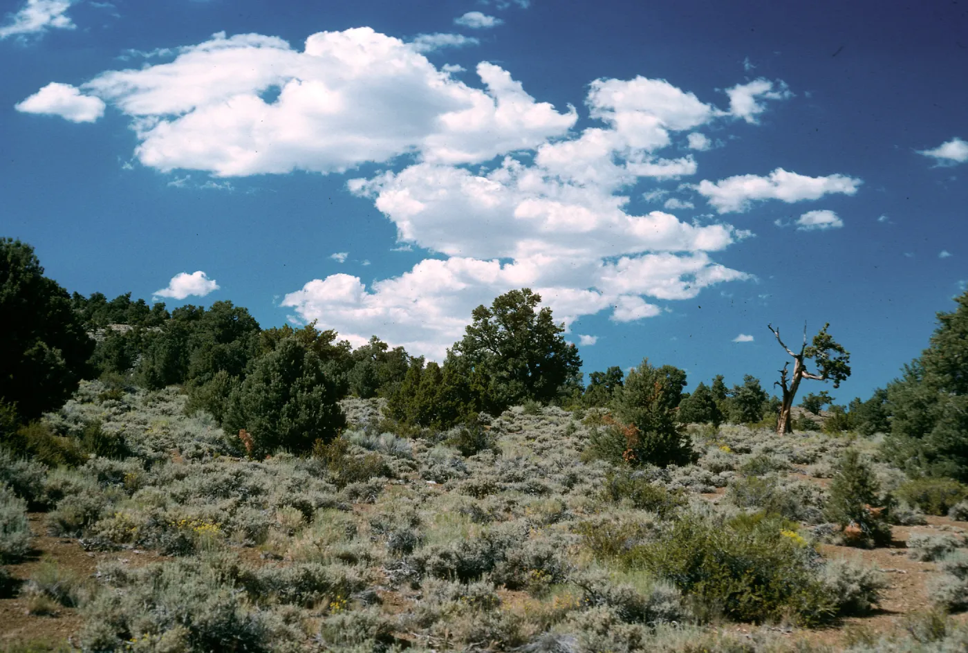 pinyons/junipers, Westgard Pass