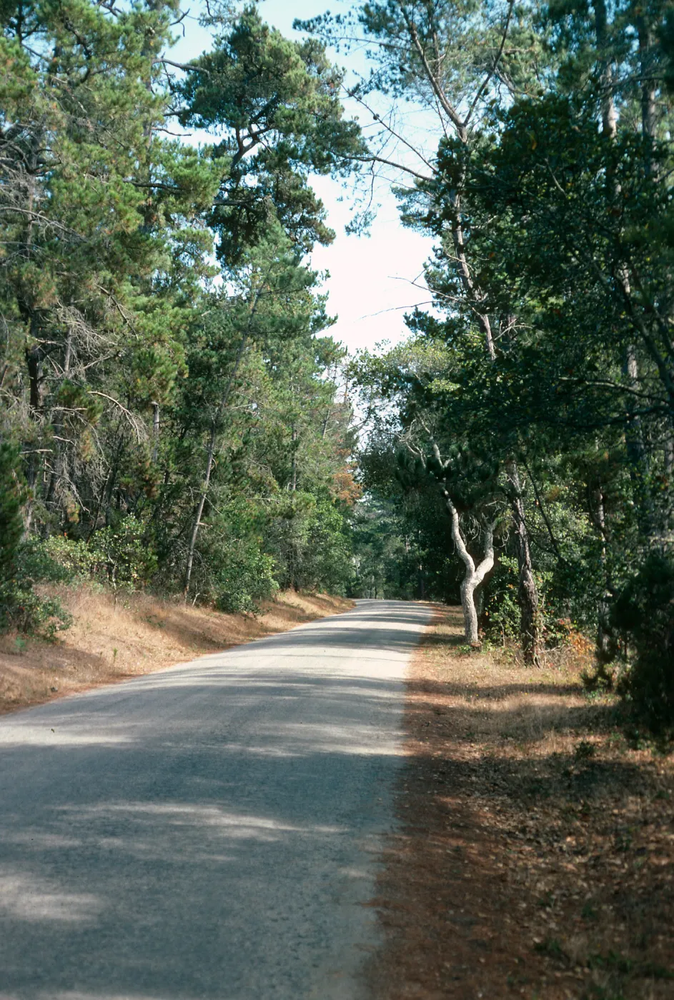 Pinus radiata, Bridge Road, Cambria