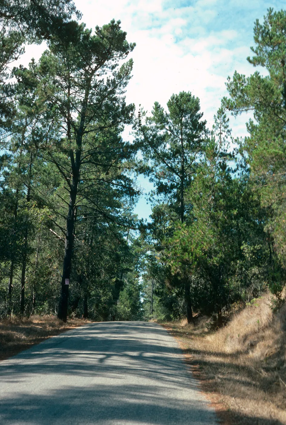 Pinus radiata, Bridge Road, Cambria