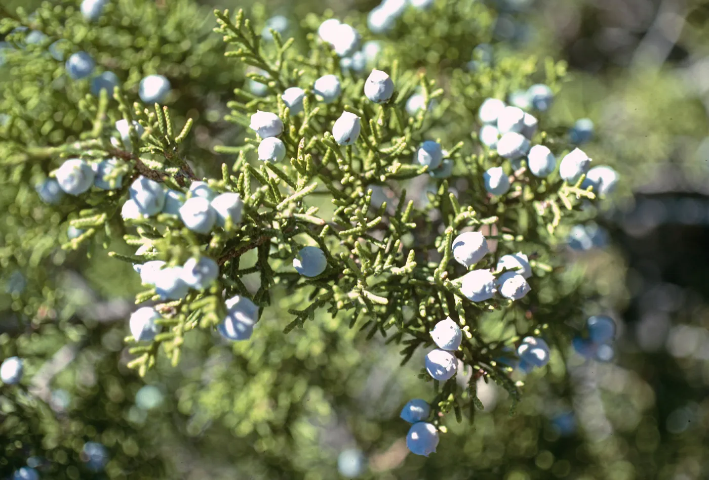 Juniperus californica, Lockwood Valley