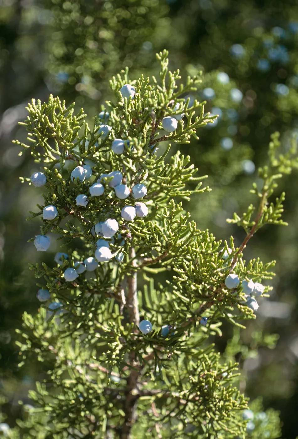 Juniperus californica, Lockwood Valley