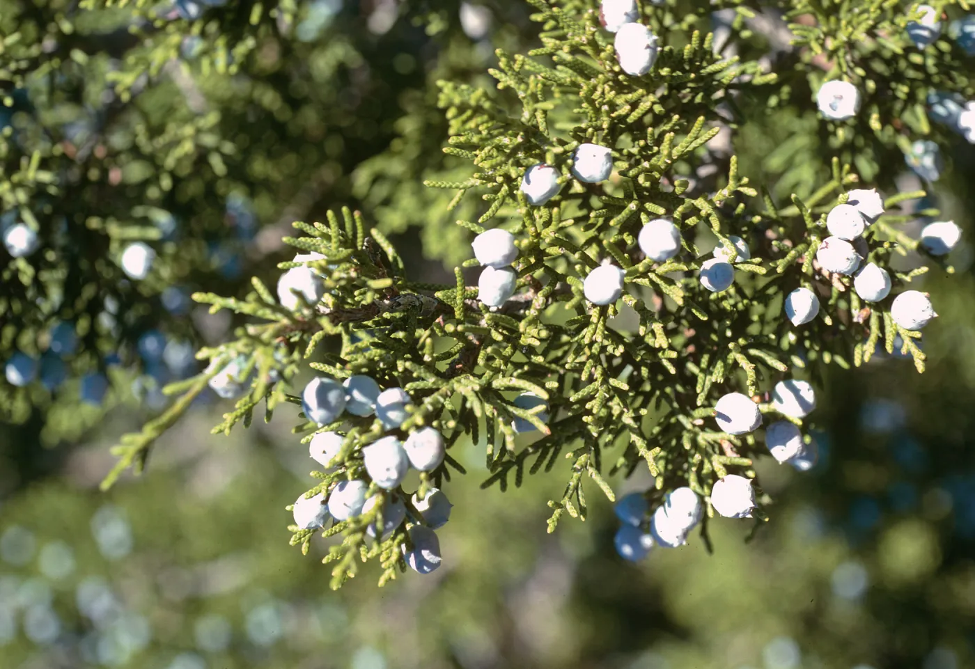 Juniperus californica, Lockwood Valley