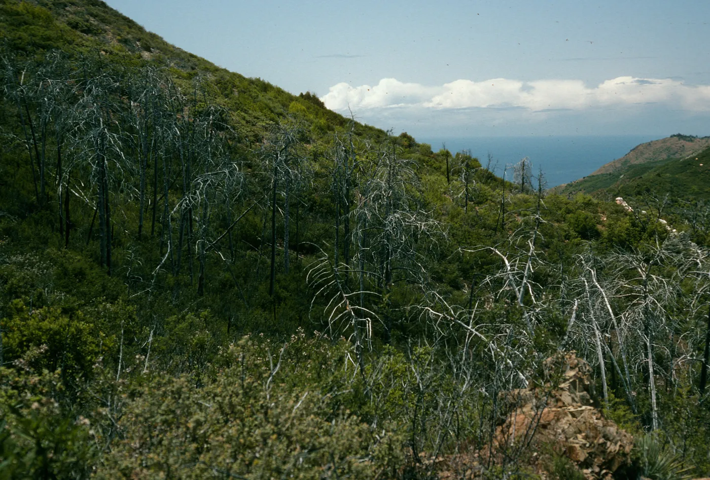 Lions Den, burned Cupressus sargentii