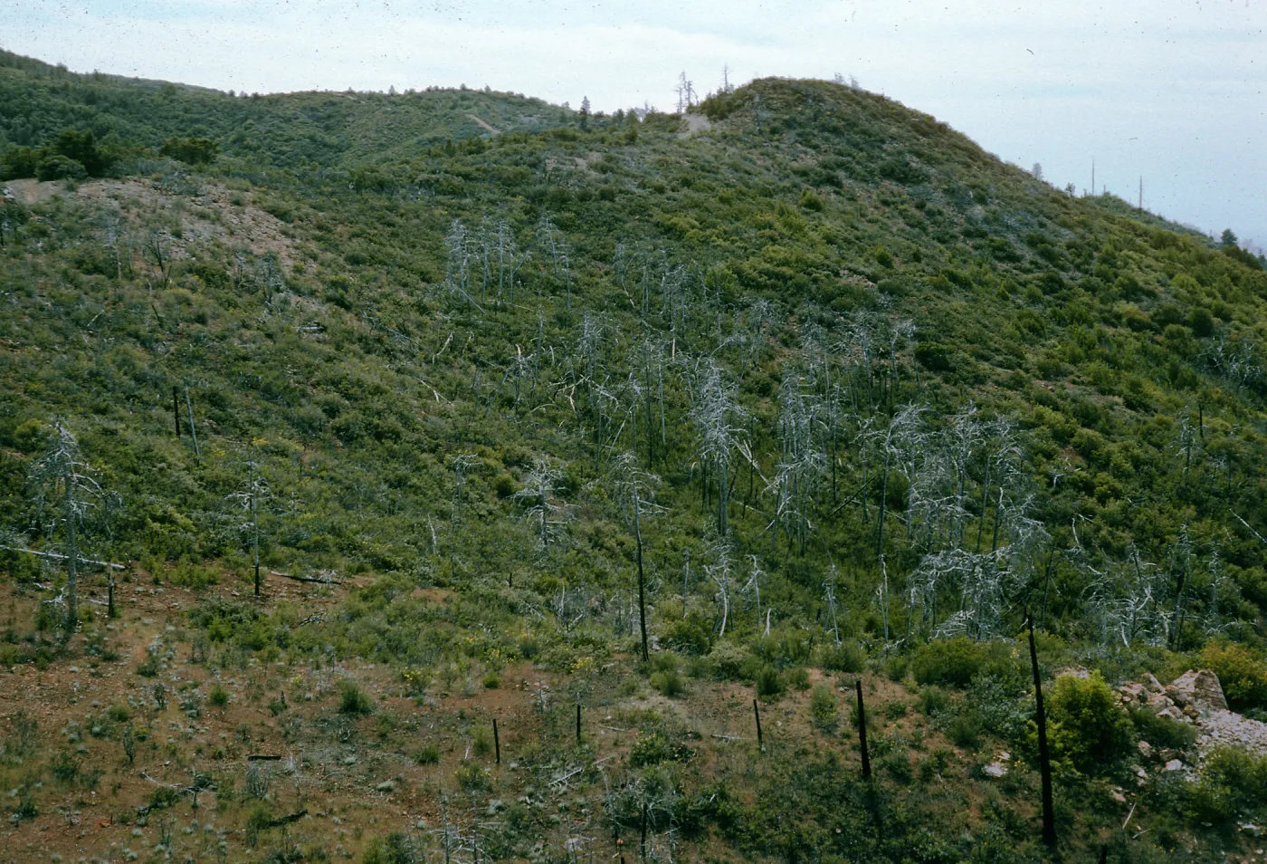 burned Cupressus sargentii, Lions Den, below Peak #3205, North facing slope, above Villa Creek