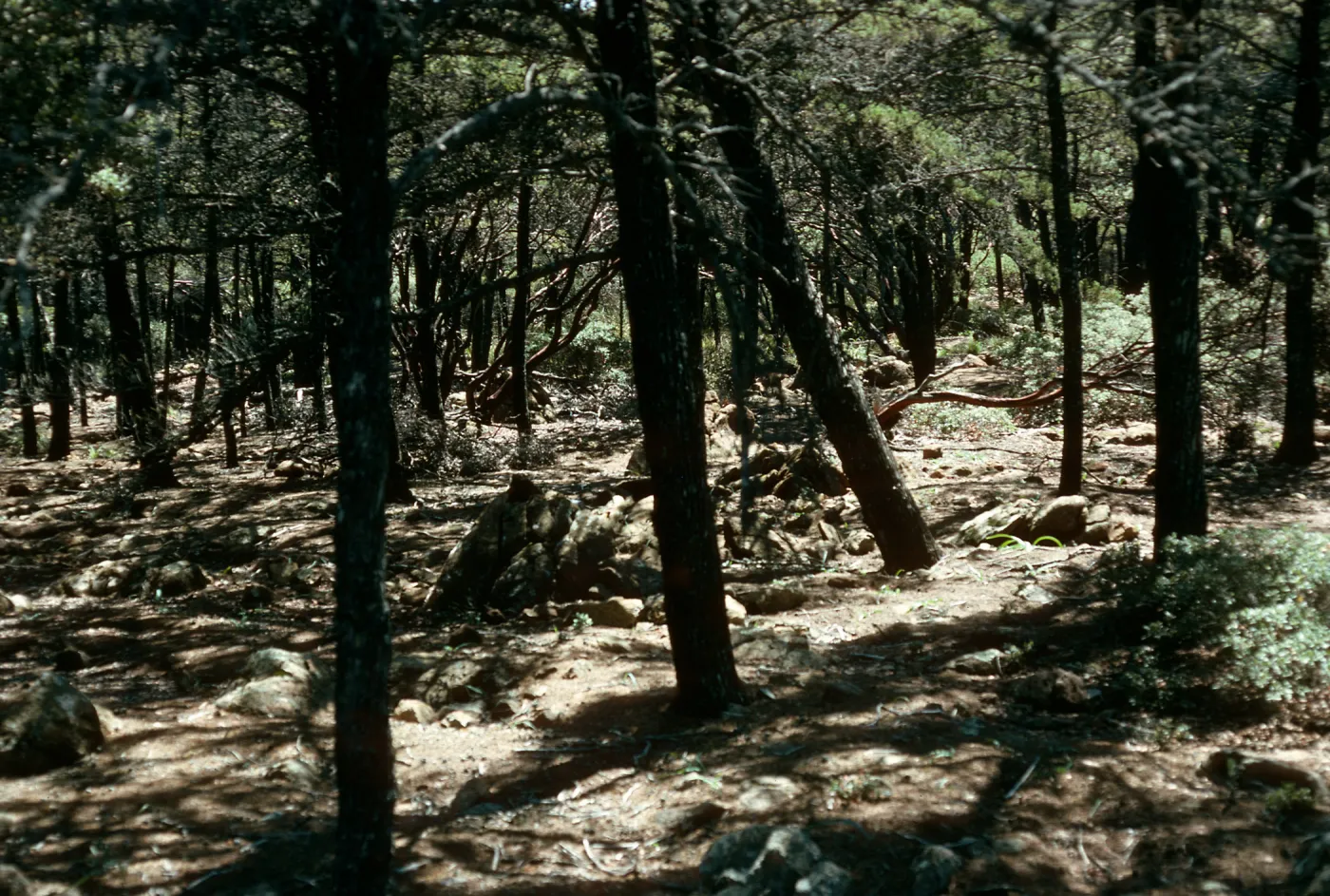 Cupressus sargentii understory, Cuesta Ridge Botanic Area