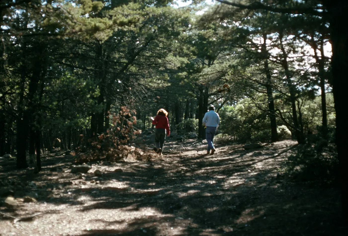 Cupressus sargentii, Cuesta ridge