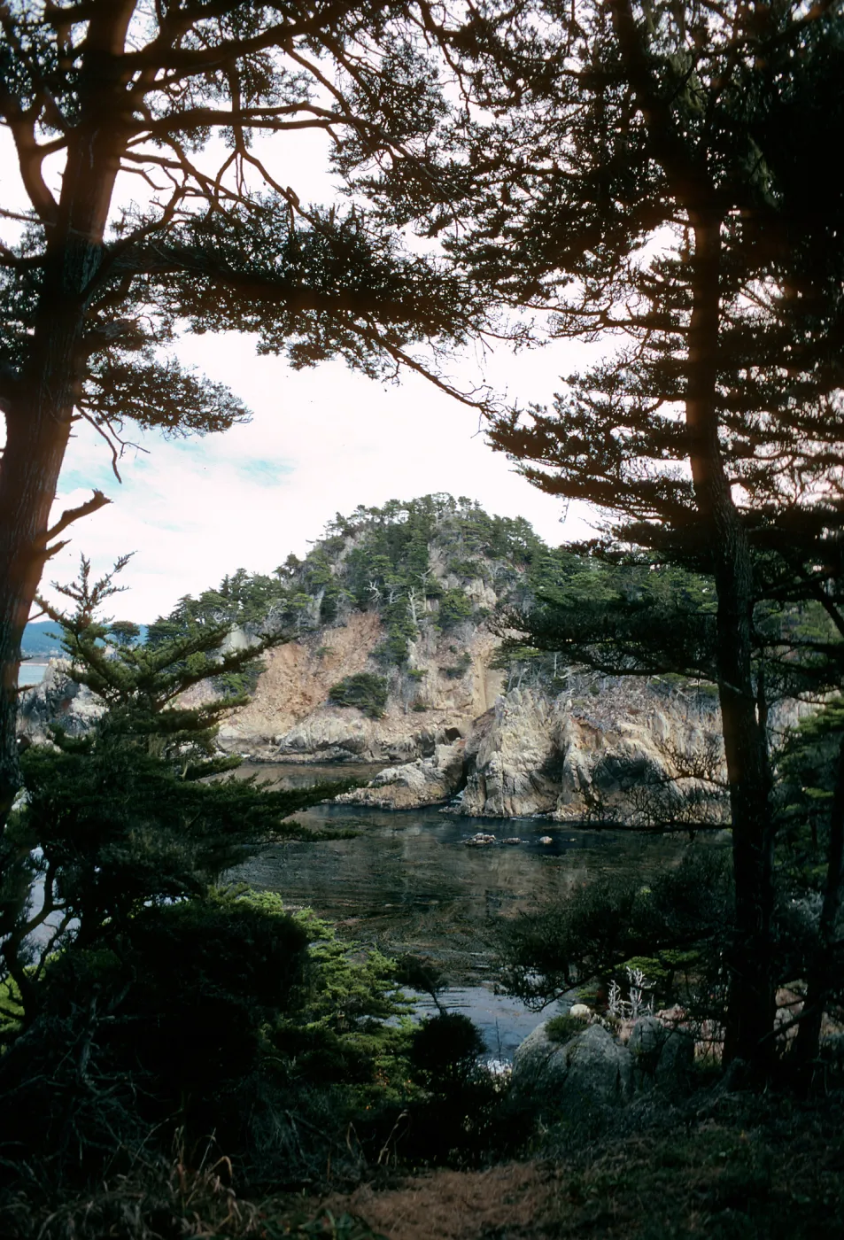 Cupressus macrocarpa, Point Lobos