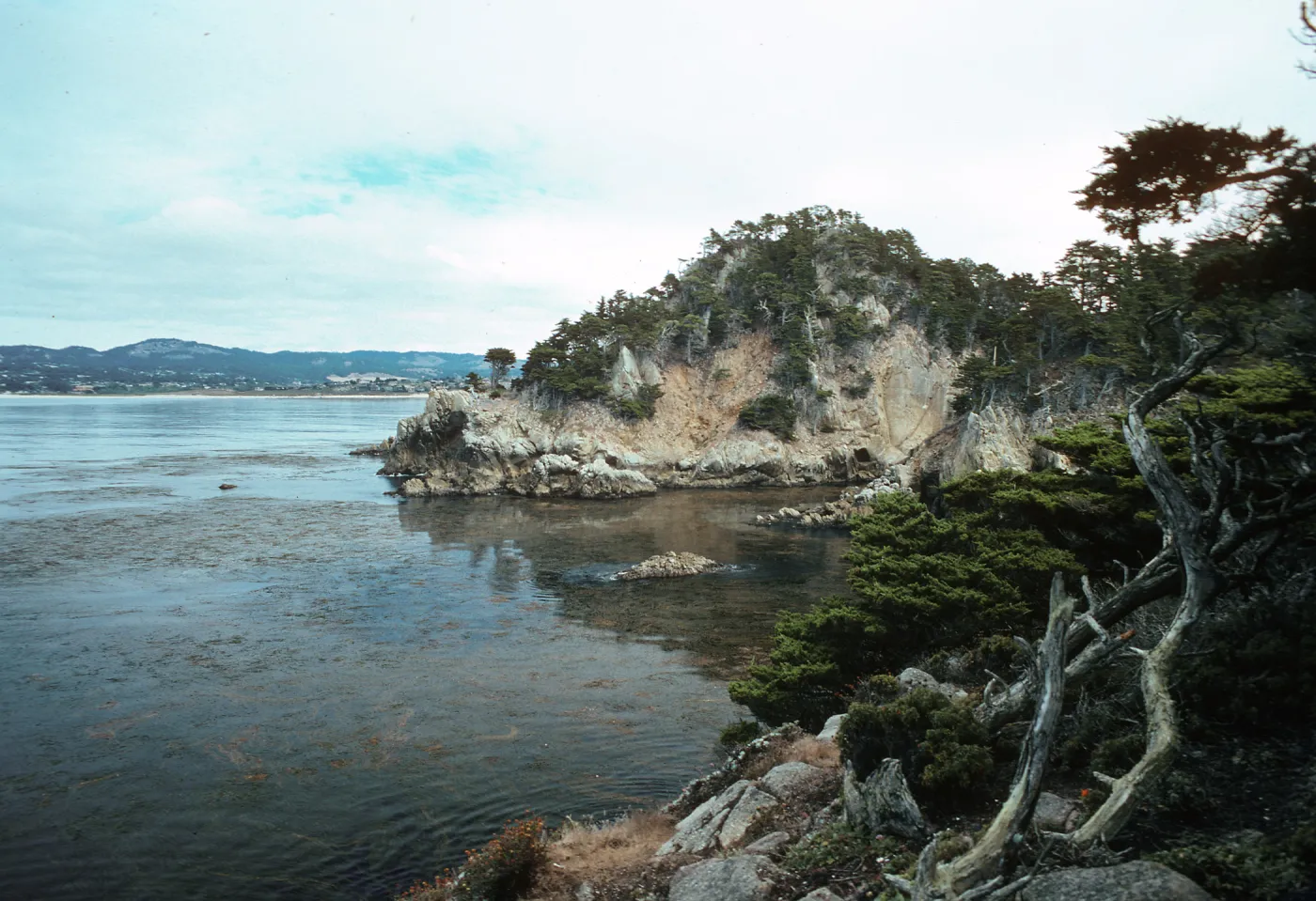 Cupressus macrocarpa, Point Lobos