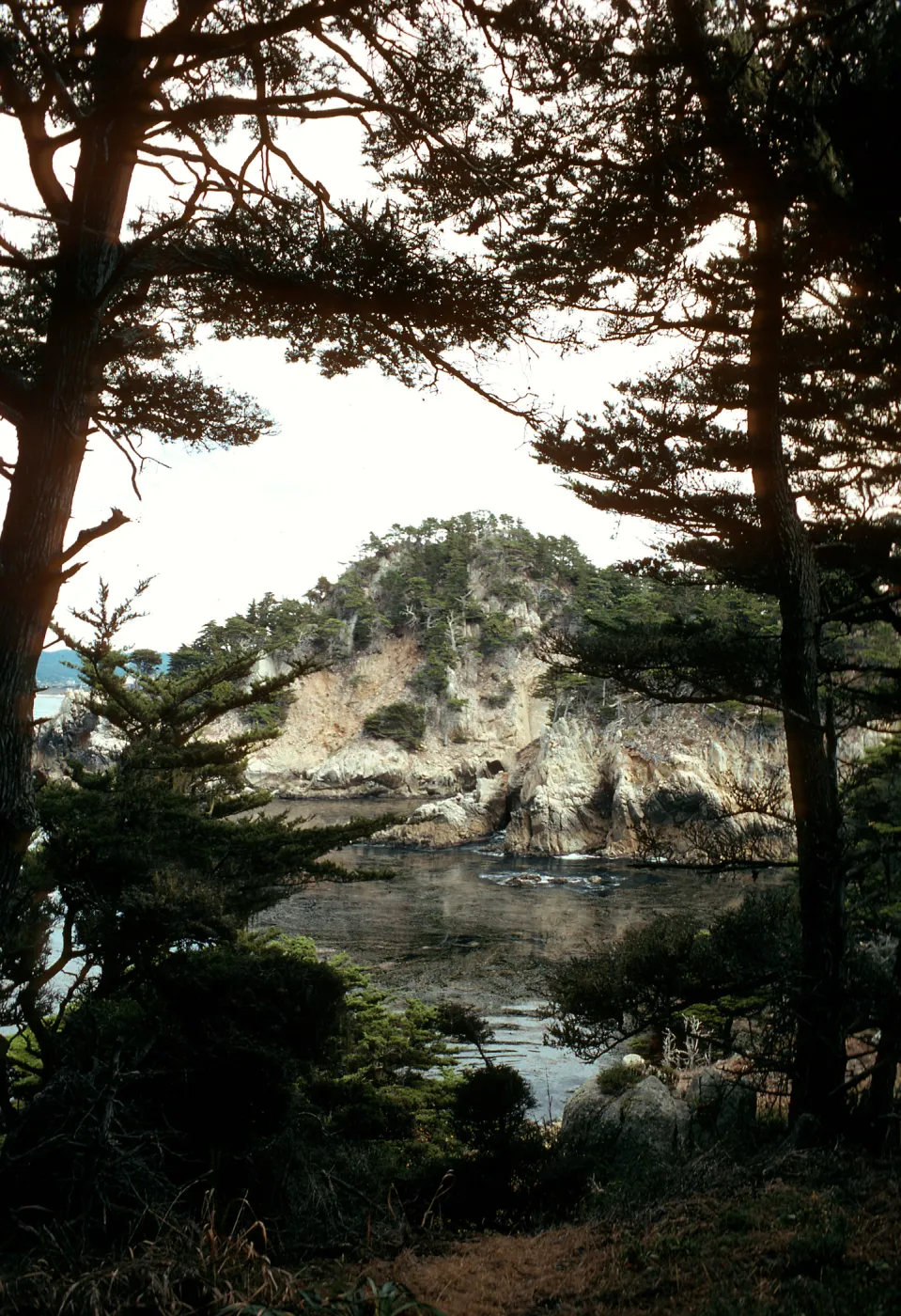 Cupressus macrocarpa, Point Lobos