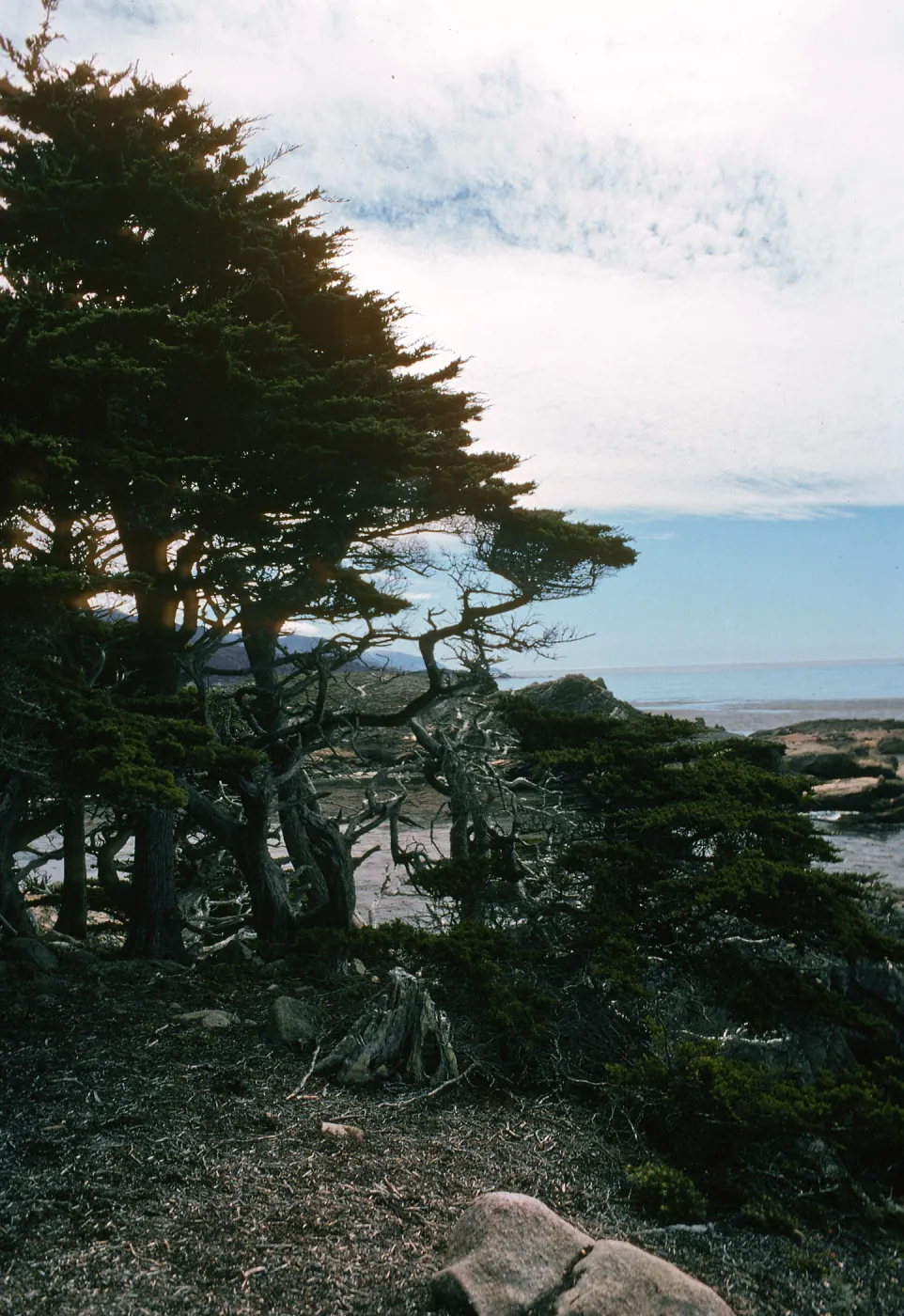 Cupressus macrocarpa, Point Lobos