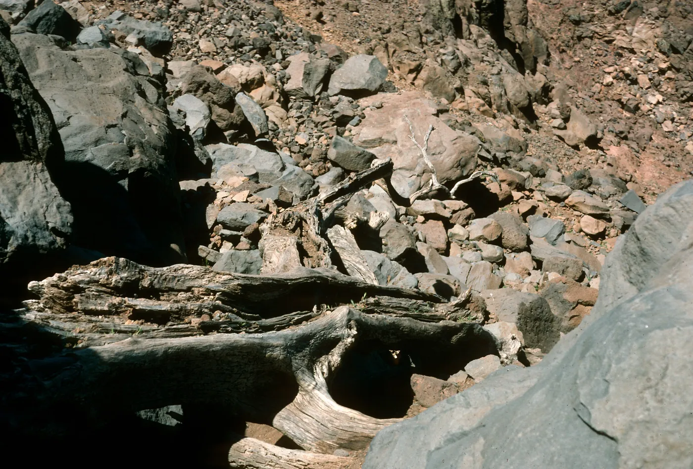 Guadalupe Island, dead oak, Oak Canyon