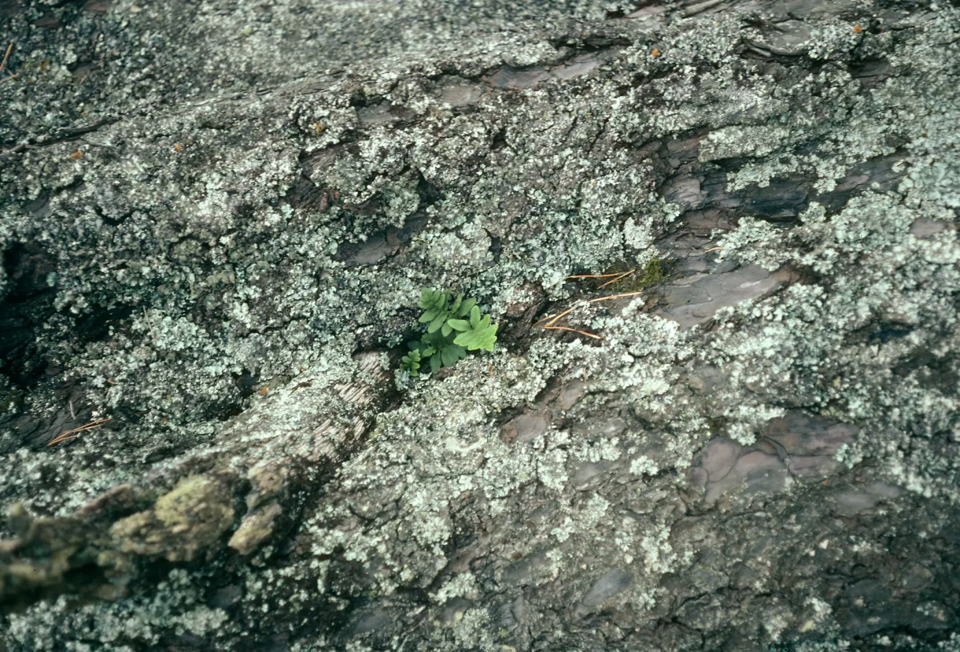 Guadalupe Island, Polypodium on trunk of living pine