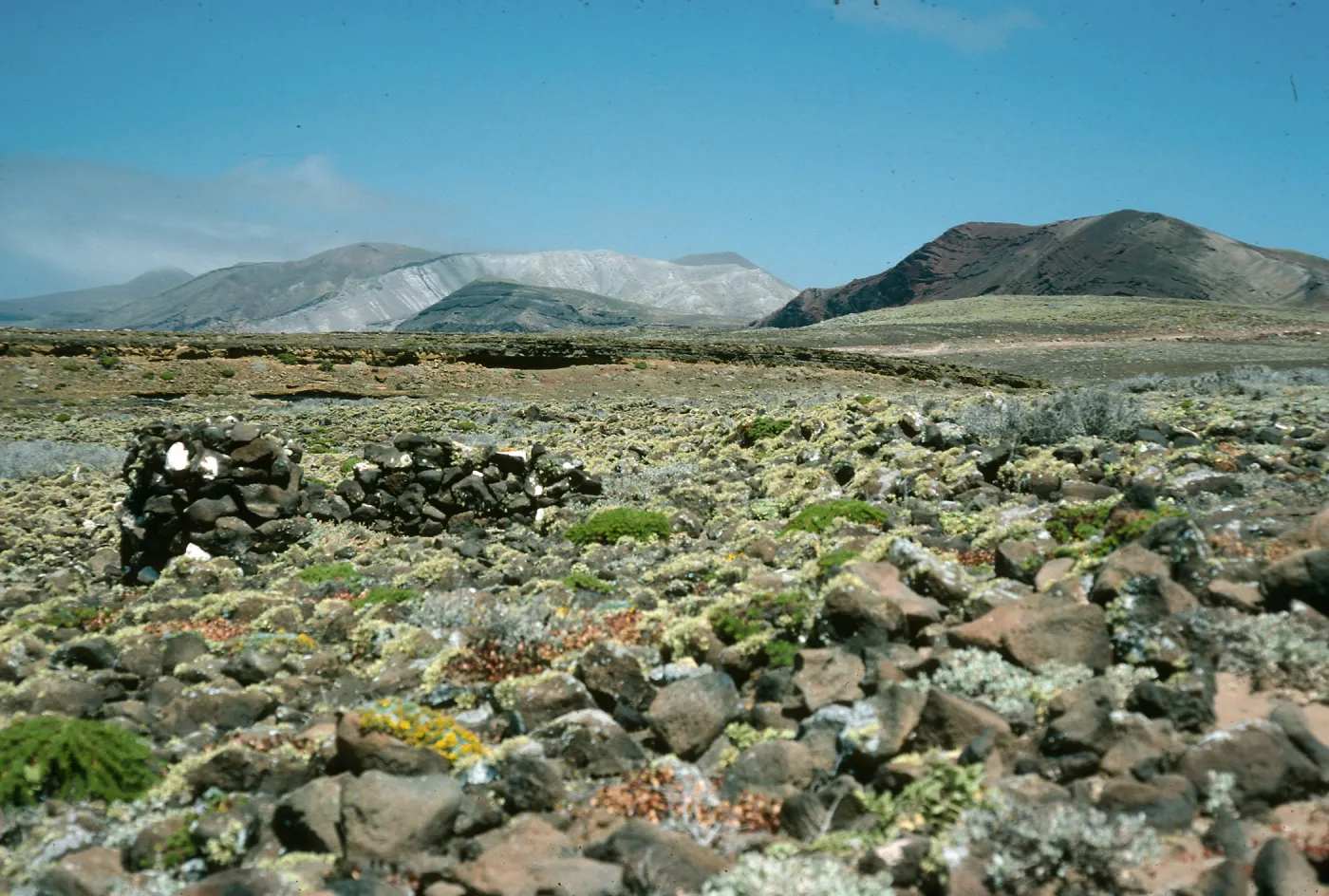 Guadalupe Island, stone cabin ruins, South mesa