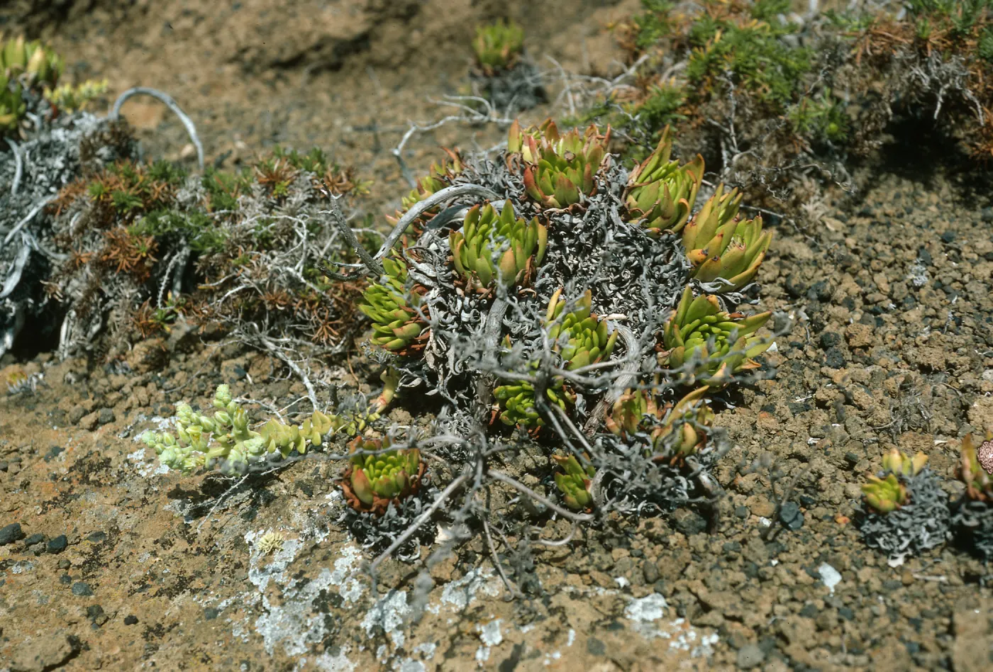 Guadalupe Island, Dudleya guadalupensis, outer islet