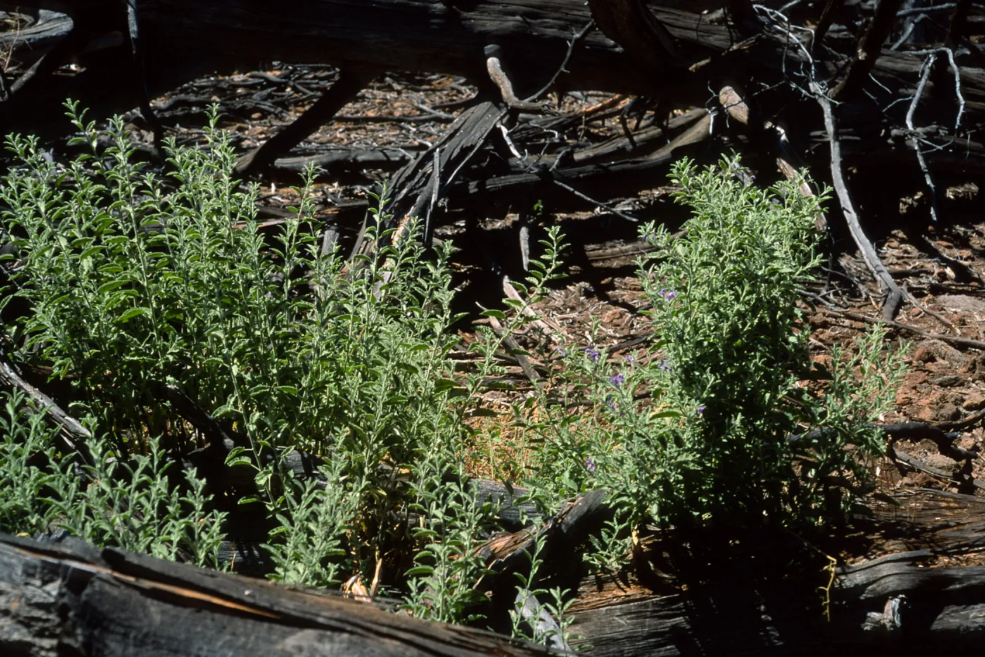 Guadalupe Island, Solanum clokeyi, Cypress Grove