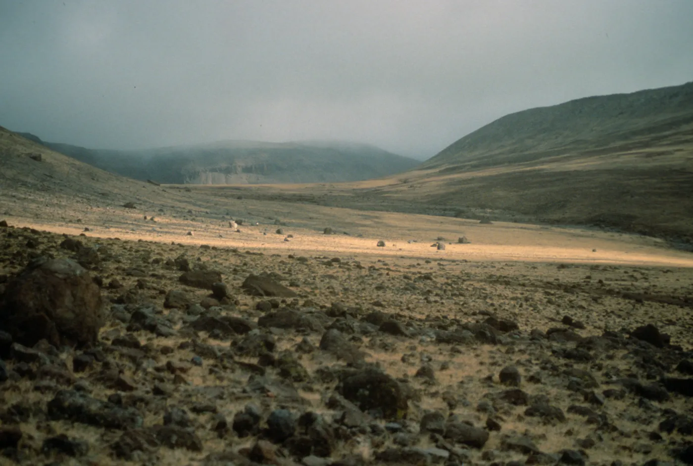 Guadalupe Island