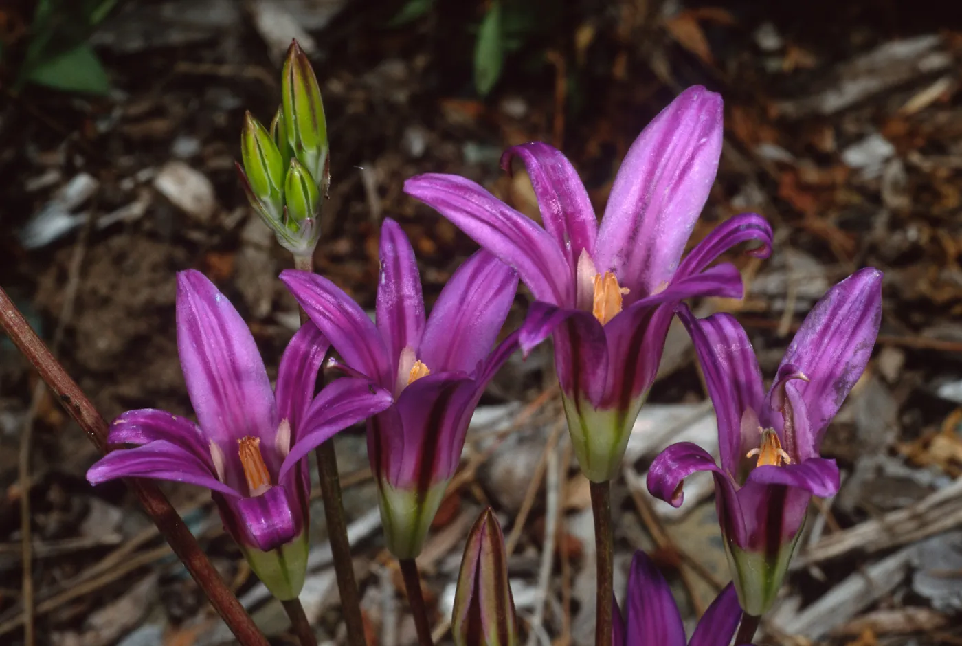 Brodiaea pallida, Dudleya display