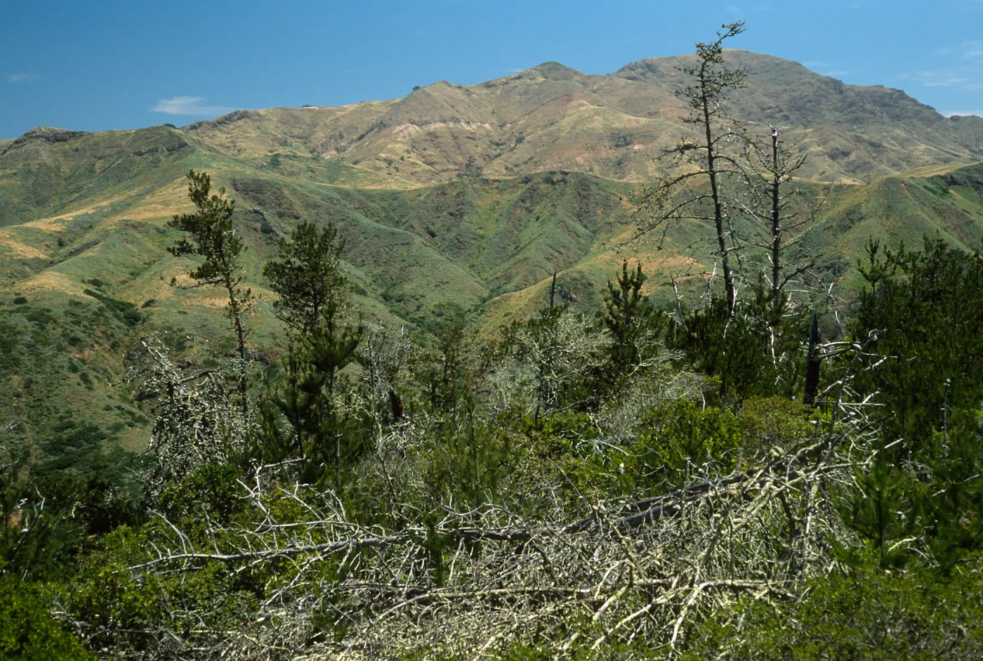 Santa Cruz Island, Christy Pines