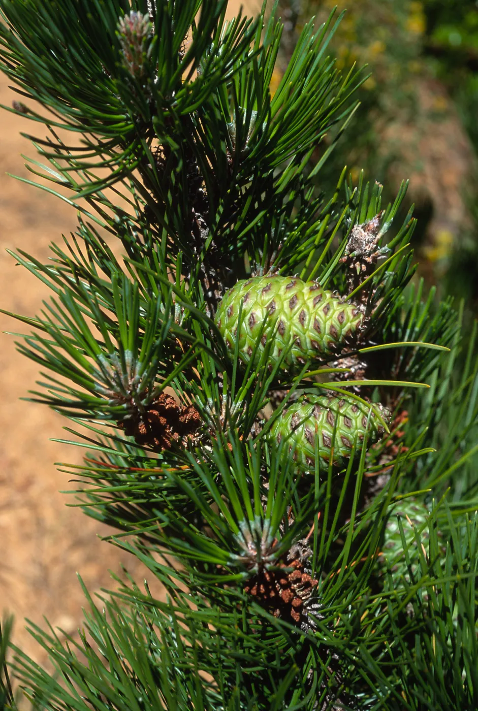 Pinus remorata, Christy Pines