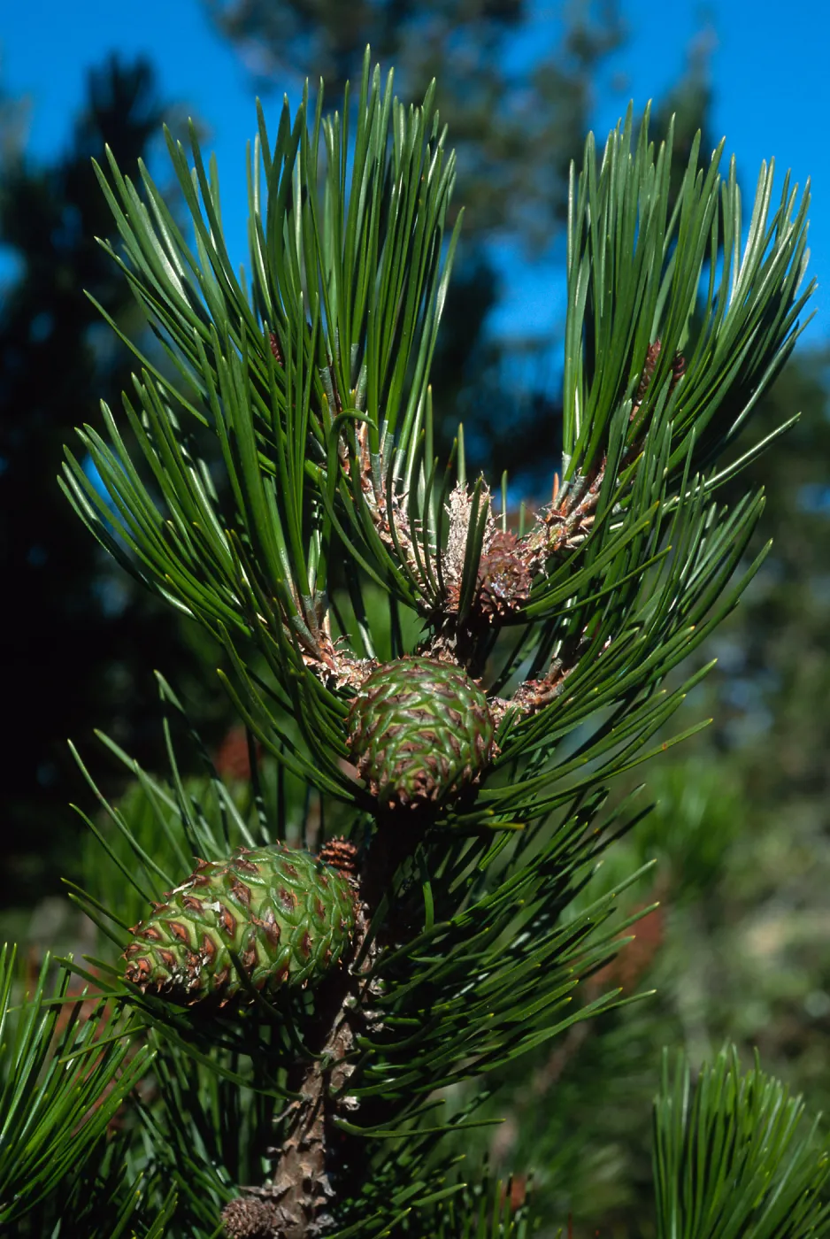 Santa Cruz Island, Pinus remorata, Christy Pines