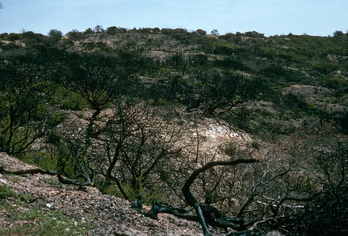 Santa Cruz Island, China Pines, after fire of December, 1994