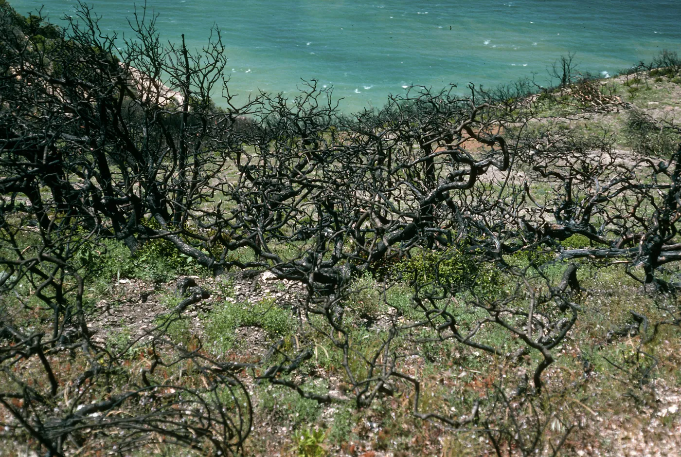 Santa Cruz Island, China Pines, after fire of December, 1994